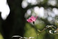 Single roseÃ¯Â¼ËRosa chinensis Jacq. var. spontanea Rehd. et Wils. YÃÂ¼ et KuÃ¯Â¼â°